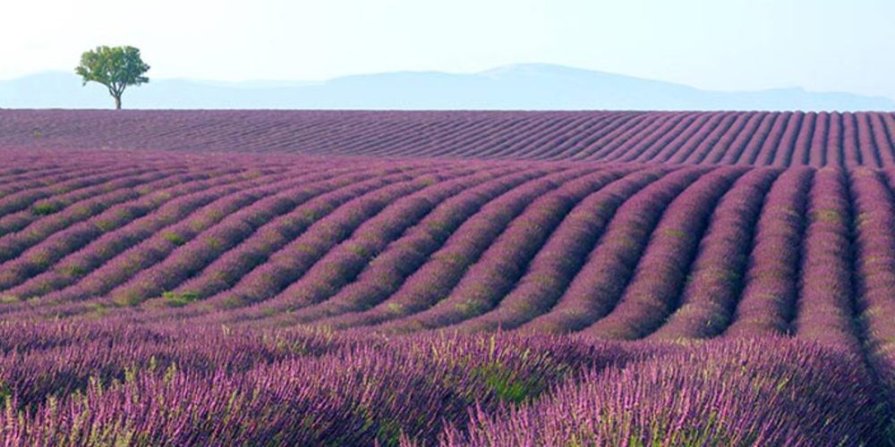 Agricoltura: semplificazioni per i lavoratori stagionali